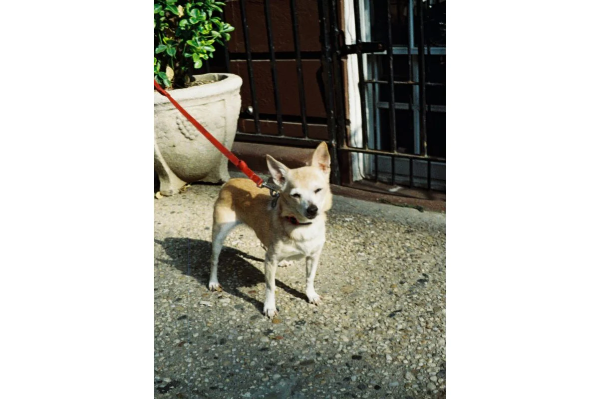 Lomography Color Tiger 110 - Image 3