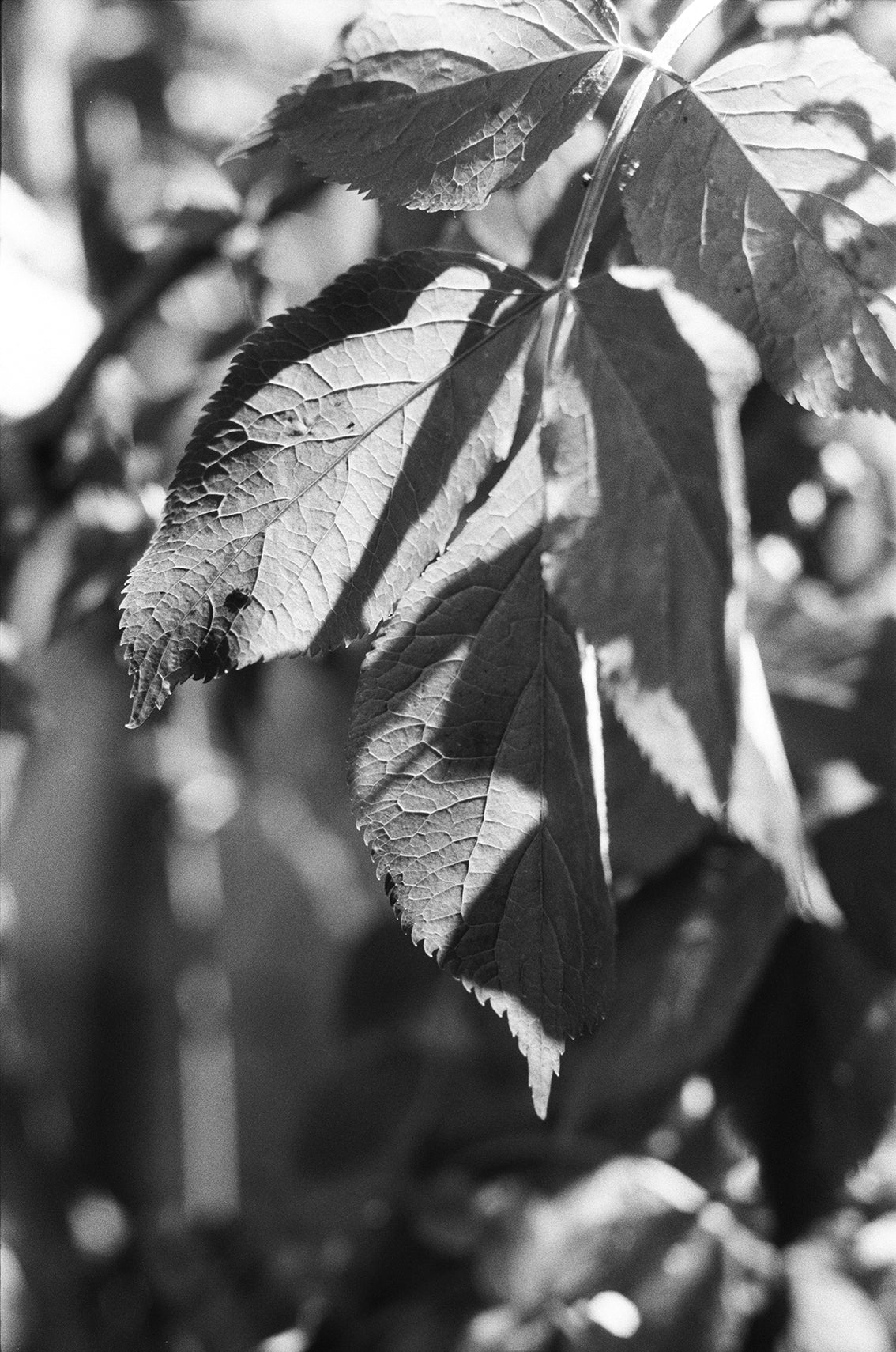 KENTMERE PAN 200 35mm - Image 6