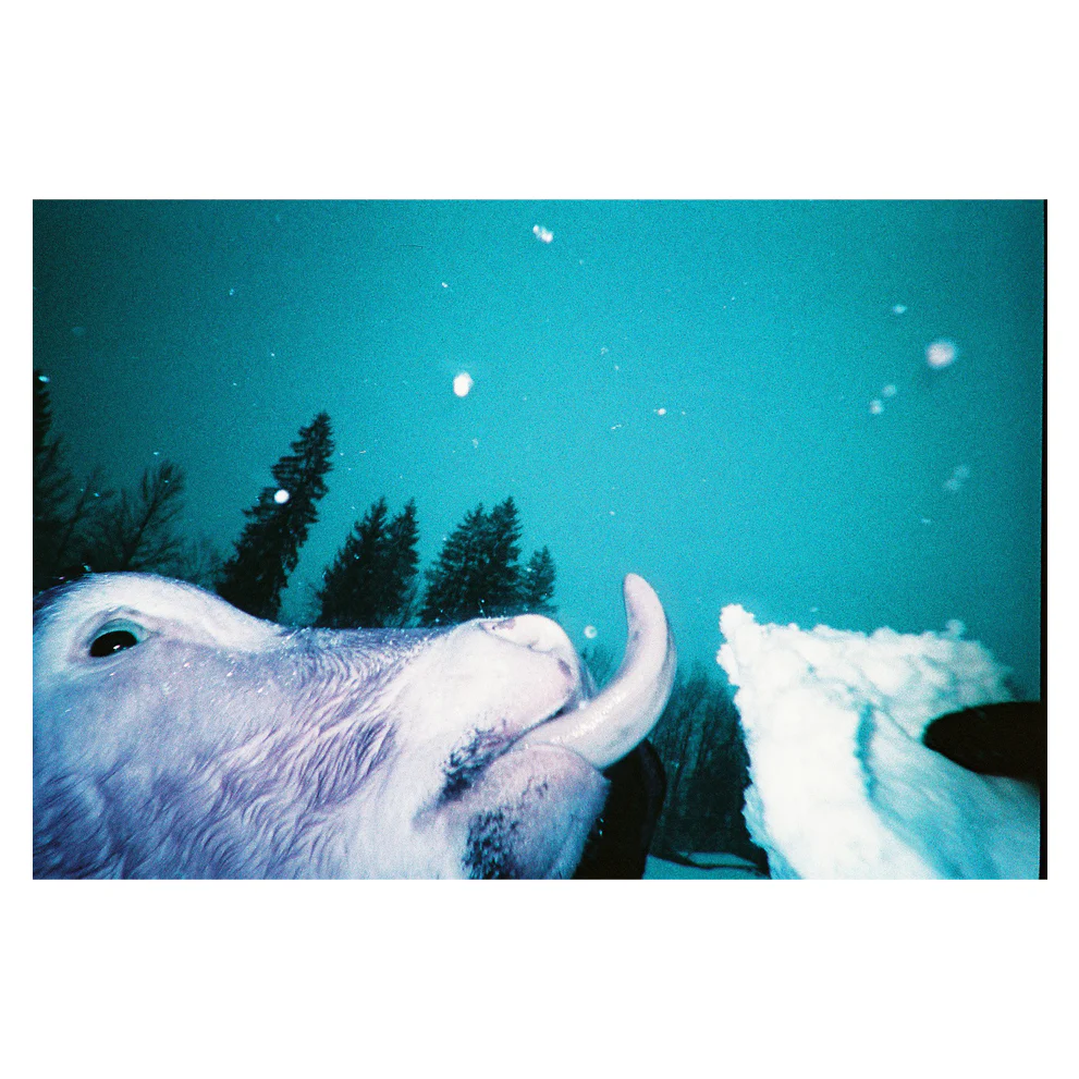 LOMO Simple Use Film Camera Lomochrome Purple - Image 5