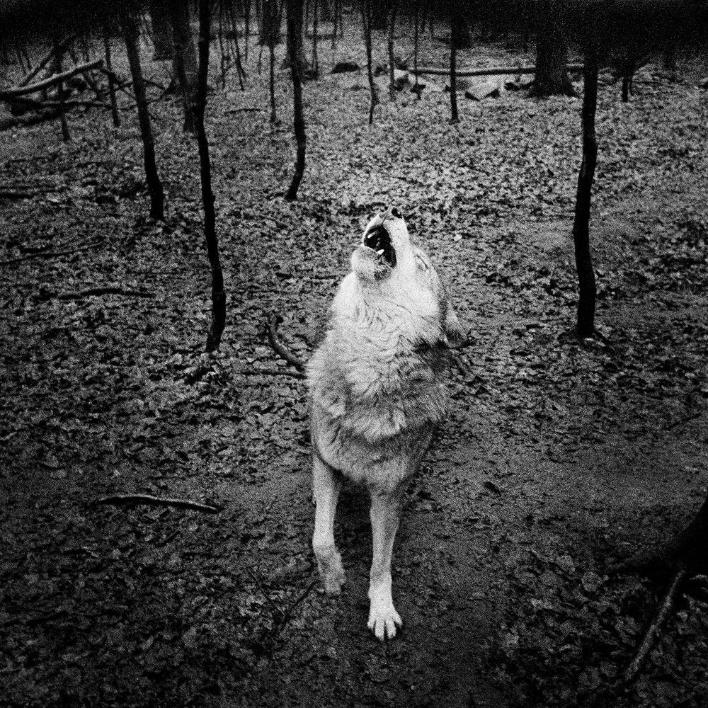 Vanishing by Anna Arendt - Image 7