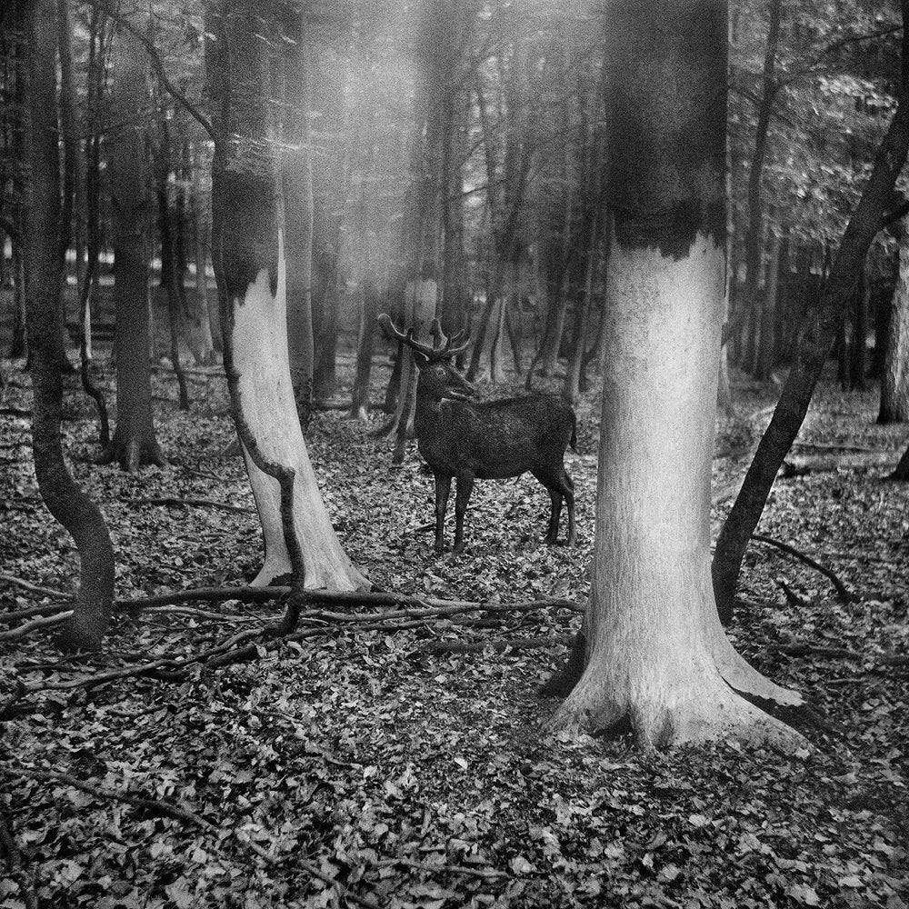 Vanishing by Anna Arendt - Image 9